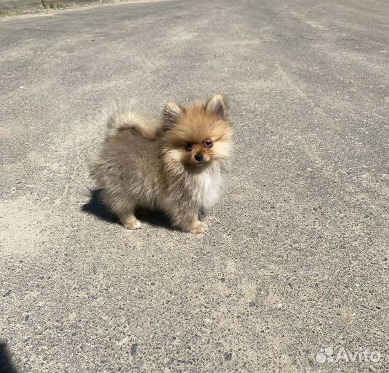 Померанский шпиц мини мальчик 4 месяца