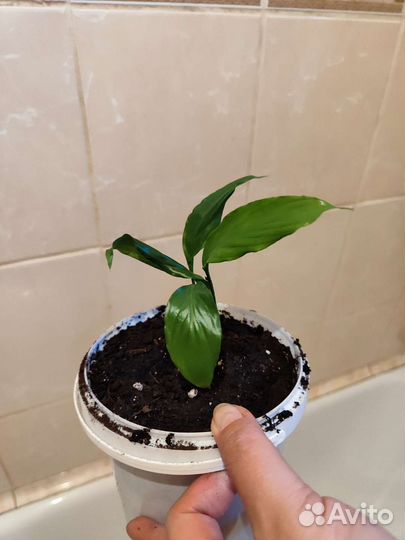 Спацифилум