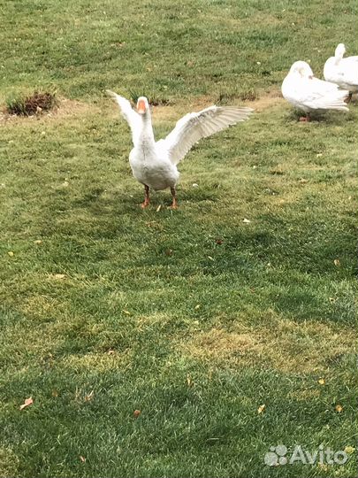 Гуси породы Линда