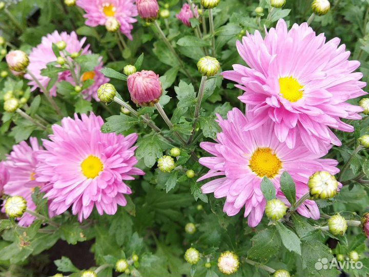 Хризантема