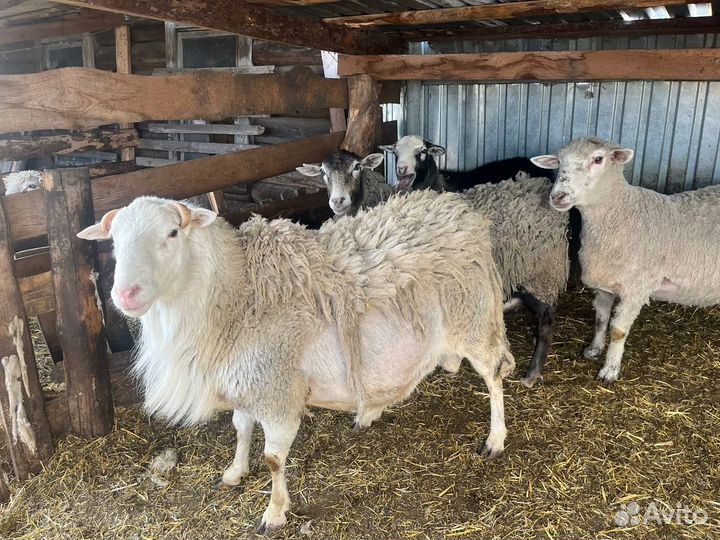 Овцы бараны ягнята дорпер