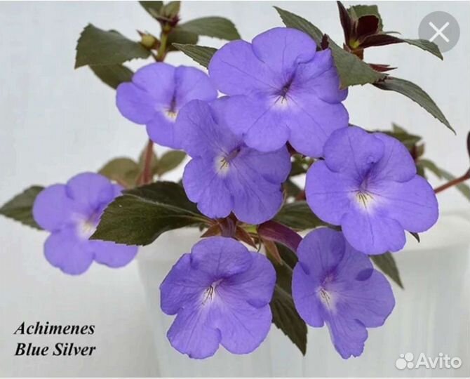 Фуксия сортовая, ахименес, циссус