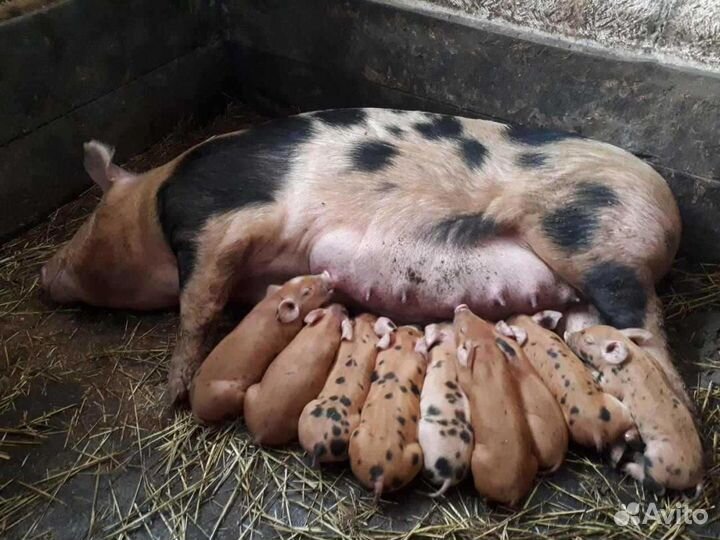 Хряк на случку