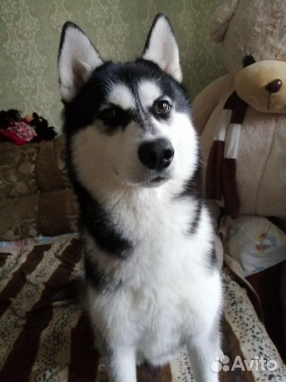 Сибирский хаски