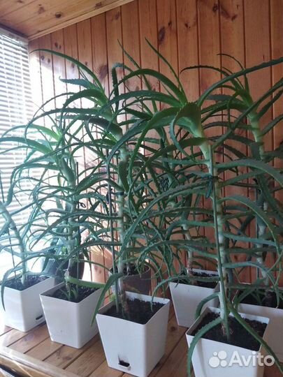 Алоэ лечебное древовидное