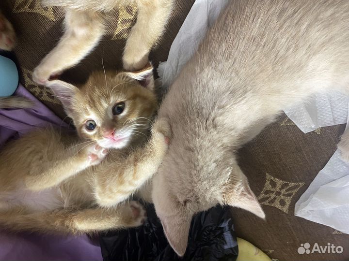 Котята в добрые руки