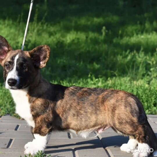 Вельш-корги