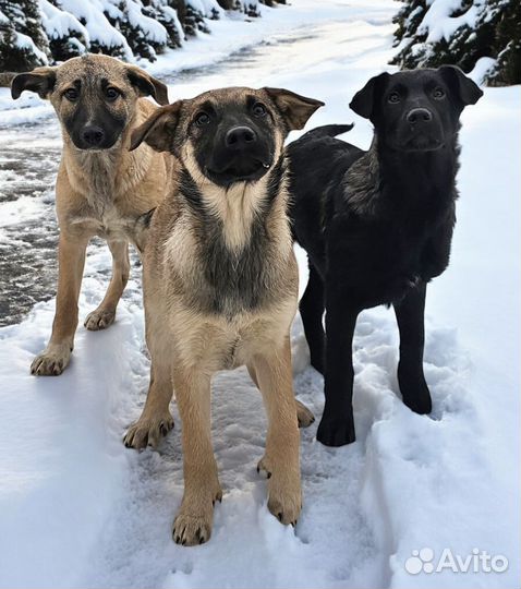 Щенку нужен дом