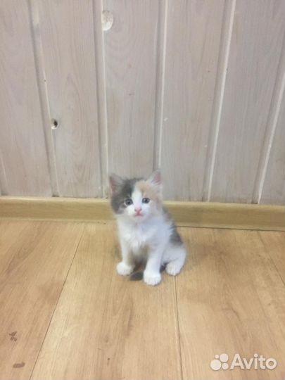 Кошка в дар