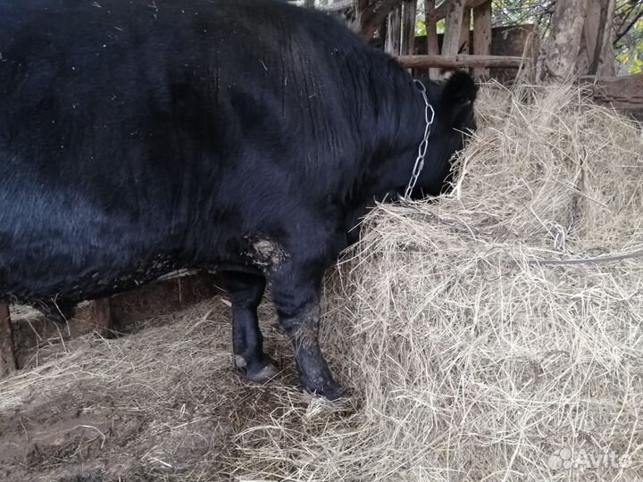 Бык и телочки