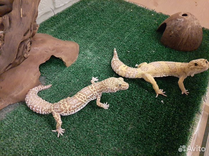 Семья эублифаров