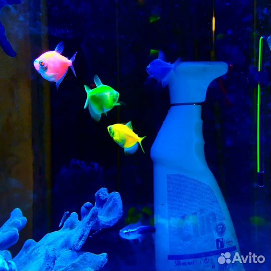 Рыбки Тернеции