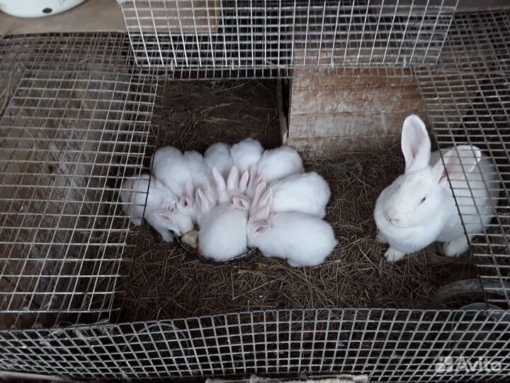 Кролики Белый Паннон