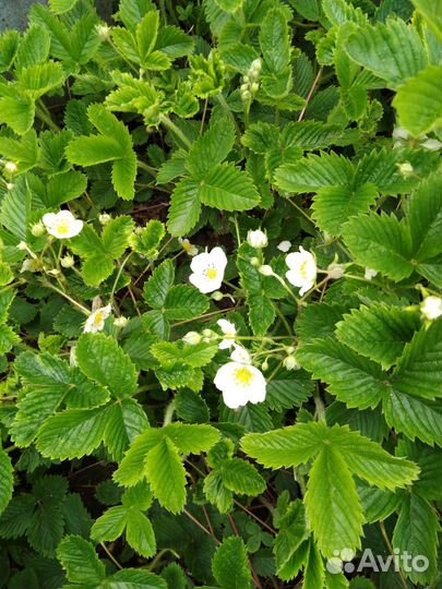 Инжир, малина, земляника,ежевика, мята