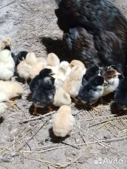 Куры цыплята