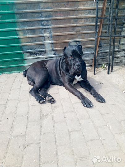 Кане Корсо вязка