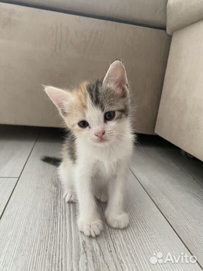 Кошка в дар