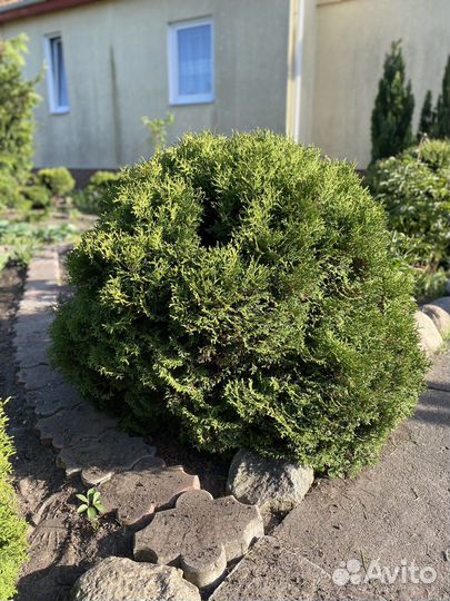 туя смарагд изгородь. туя западная пирамидальная смарагд. туи калининград. туя смарагд (smaragd). туя гармония.