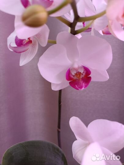 Орхидея фаленопсис