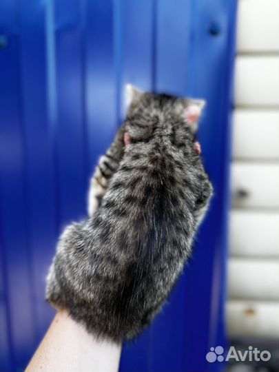 Котята в добрые руки мальчики