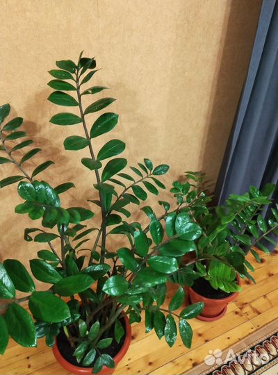 Замиокулькас