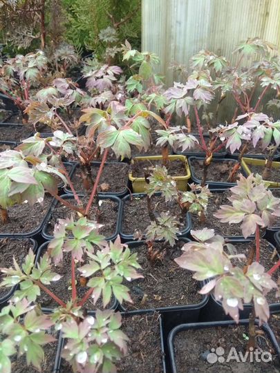 Пионы древовидные оптом