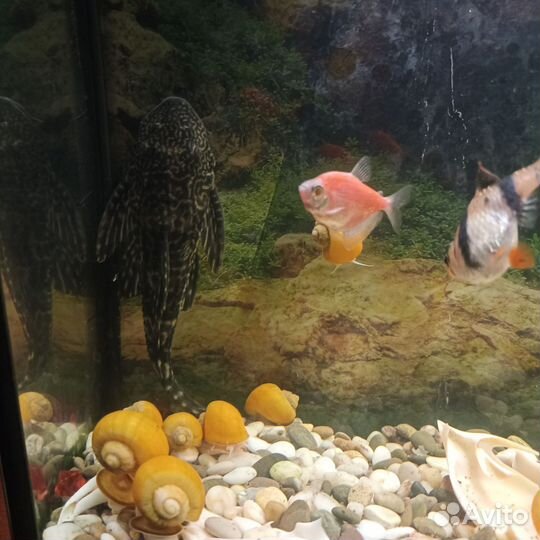 Аквариум
