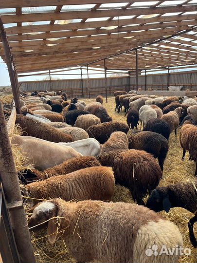 Овцы котные