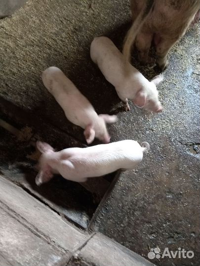 Поросята ландрас