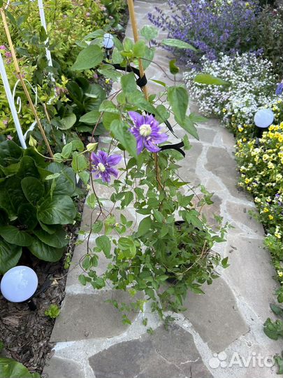 Клематис Тайга