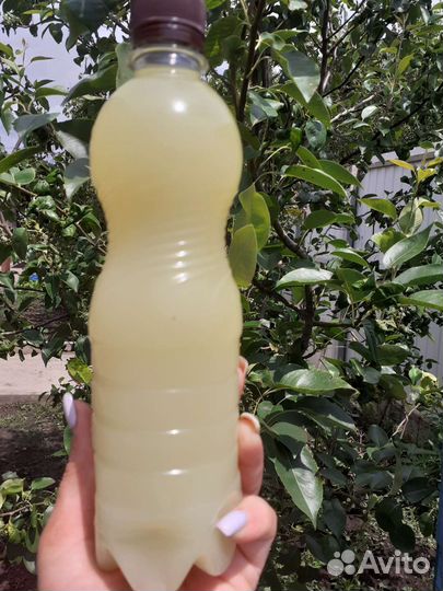 Жир байбака(сурка)