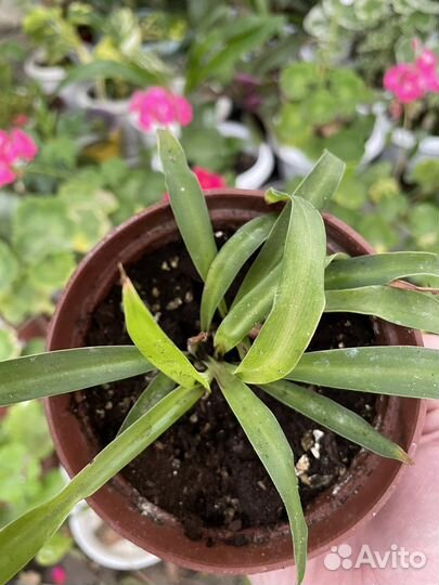 Хлорофитум