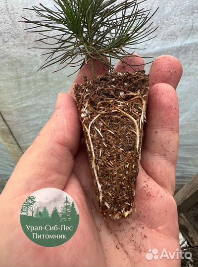 Зкс Сосна сеянцы Ели Лиственницы окс Голуб Горная