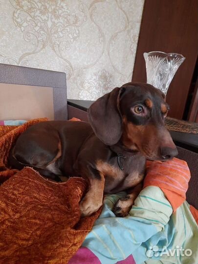 Такса вязка