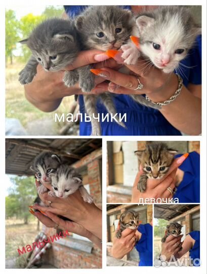 Котенок в дар бесплатно