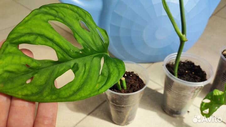 Монстера Monkey Mask,Эпипремнум Энджой