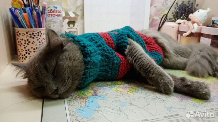 Свитер для кошки