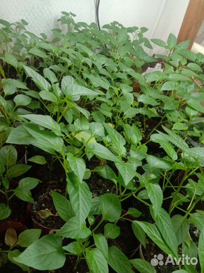 Рассада помидоров томатов