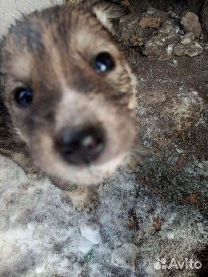 Щенки на улице