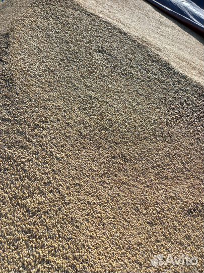 Зерно пшеницы 2024