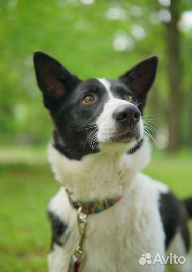 Собаки бесплатно из приюта