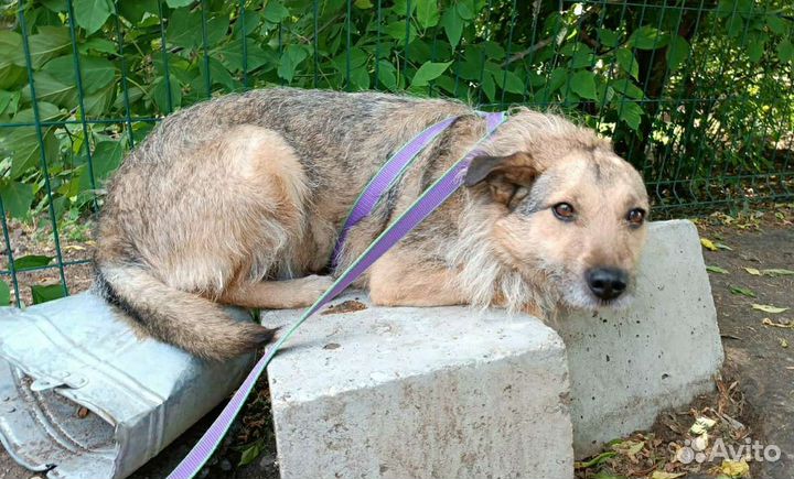 Верный ждёт своего человека