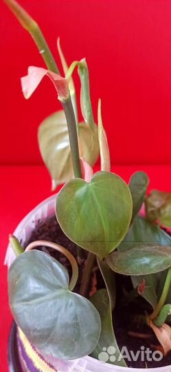 Филодендрон