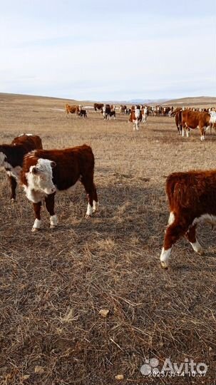 Бычки и телки