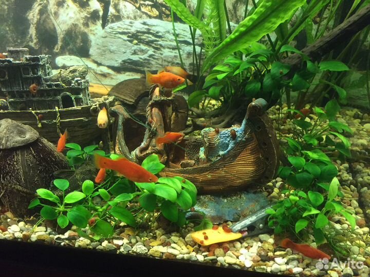 Аквариум, рыбки