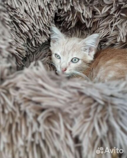 Рыжий котенок в добрые руки бесплатно
