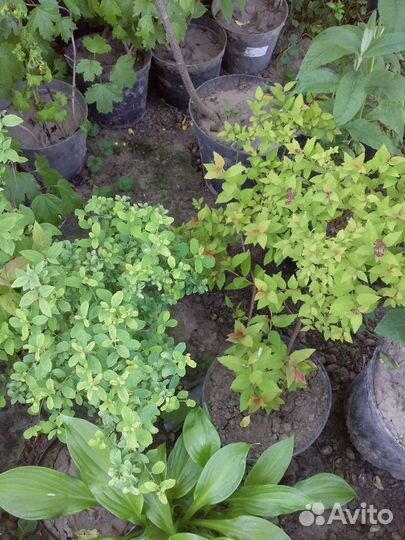 Декоративные кустарники