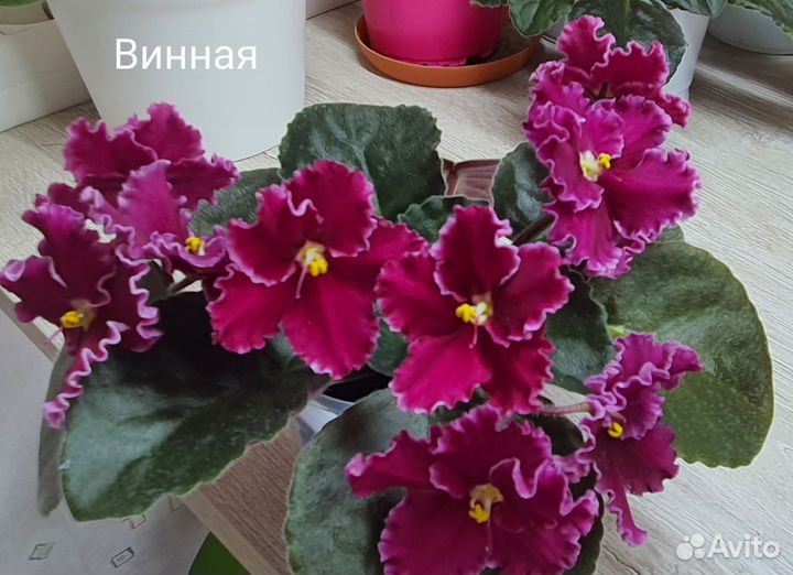 Фиалка сортовая