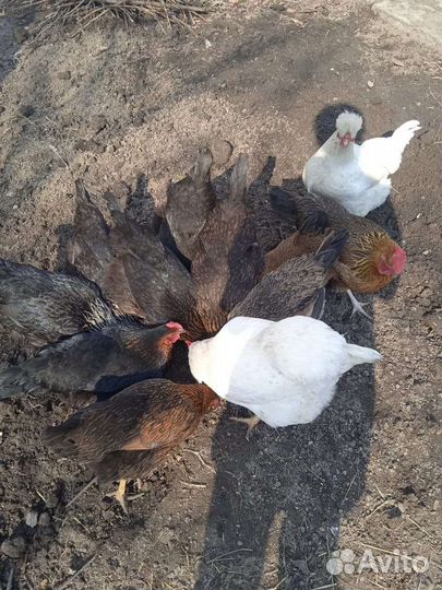 Яйцо домашнее