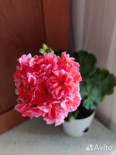 Пеларгония герань